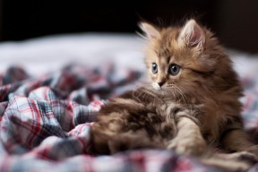 爱游戏登录入口-布克抢断致胜太阳东部前四稳固，布克36分太阳险胜火箭