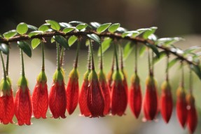 AYX体育官网-普费夫10米跳台决赛展现顶尖水准