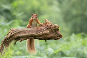 爱游戏综合娱乐-库里本场得分突破三万大关创生涯纪录，库里生涯所有比赛