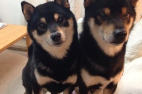 爱游戏体育APP下载-足球裁判培训营提升执法标准，足球裁判员培训心得体会