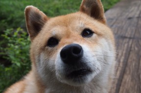 AYX官网-威少表示将继续提升组织效率帮助球队，威少发挥