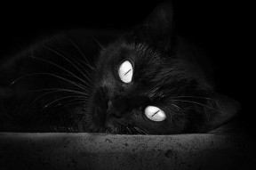 AYX GAME-戴维·帕特森强势的战术思维，让袋鼠队在比赛中全方位占优，帕特里克·戴维森