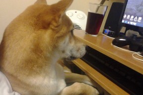 AYX GAME-“华金·托比利亚的防守技艺与领导能力，成就美洲狮队的核心防线”