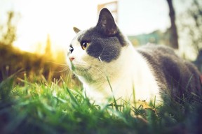 AYX SPORTS-NBA交易截止日前瞻，nba交易截止日期2020是哪天