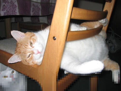 印度队在2024年国际乒联混合团体世界杯的全面突破，印度乒乓球一哥