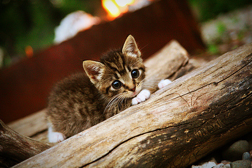 外教风格适配与球队文化冲突，外教风格适配与球队文化冲突的原因