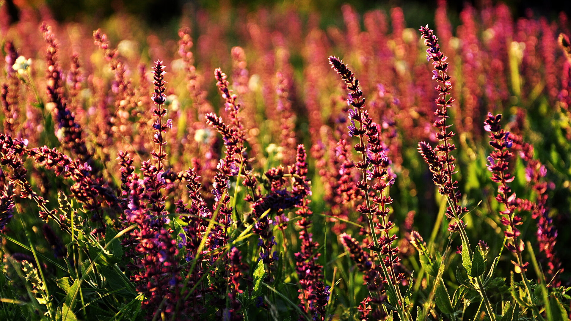 男子蛙泳划频控制更精准，蛙泳划频多少