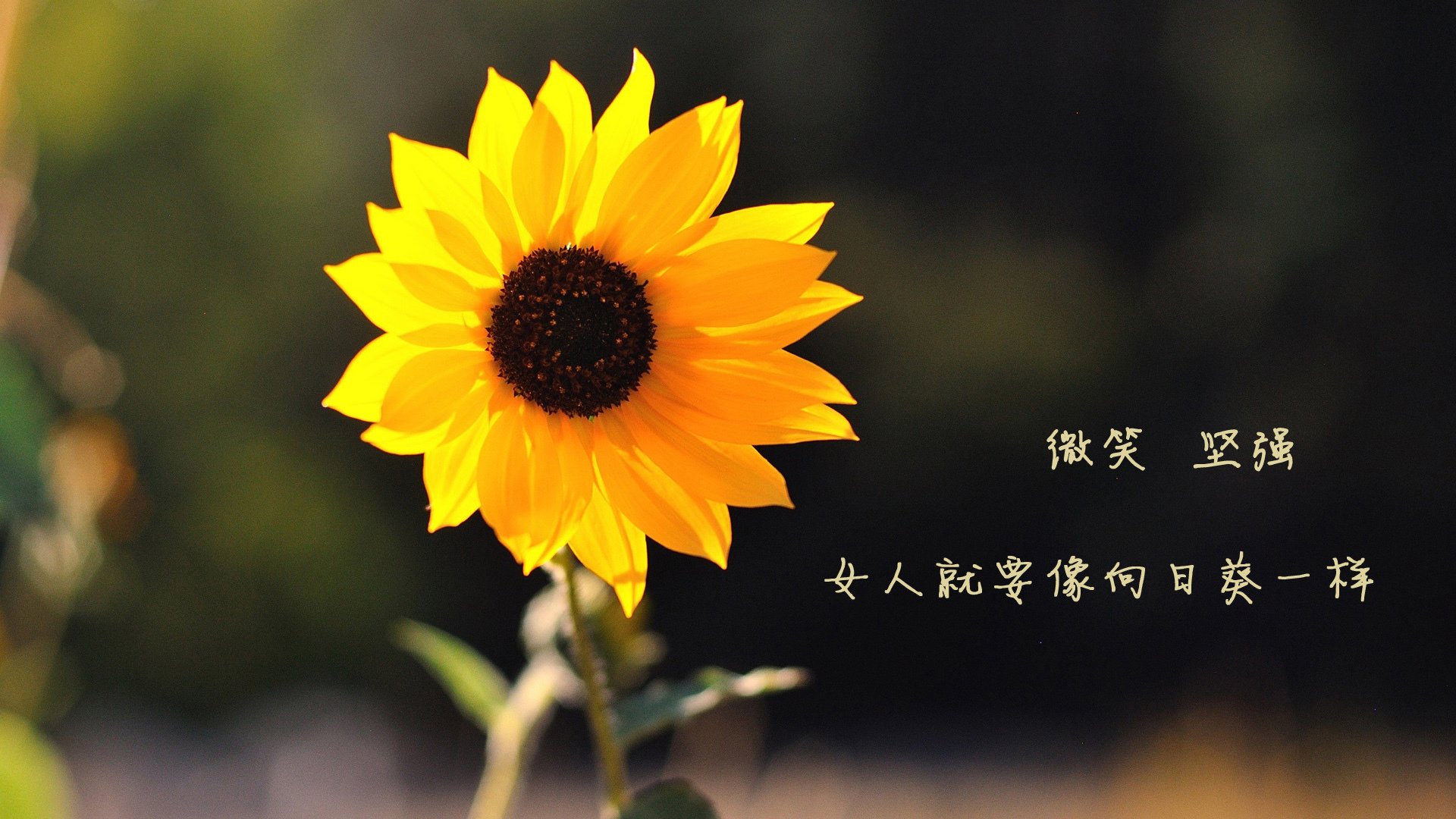 世界杯精彩纷呈：每场都令人热血沸腾！，世界杯锦集