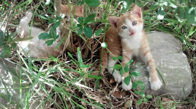 乔·波尔曼的突破与传球，让袋鼠队进攻如行云流水，乔什·鲍曼
