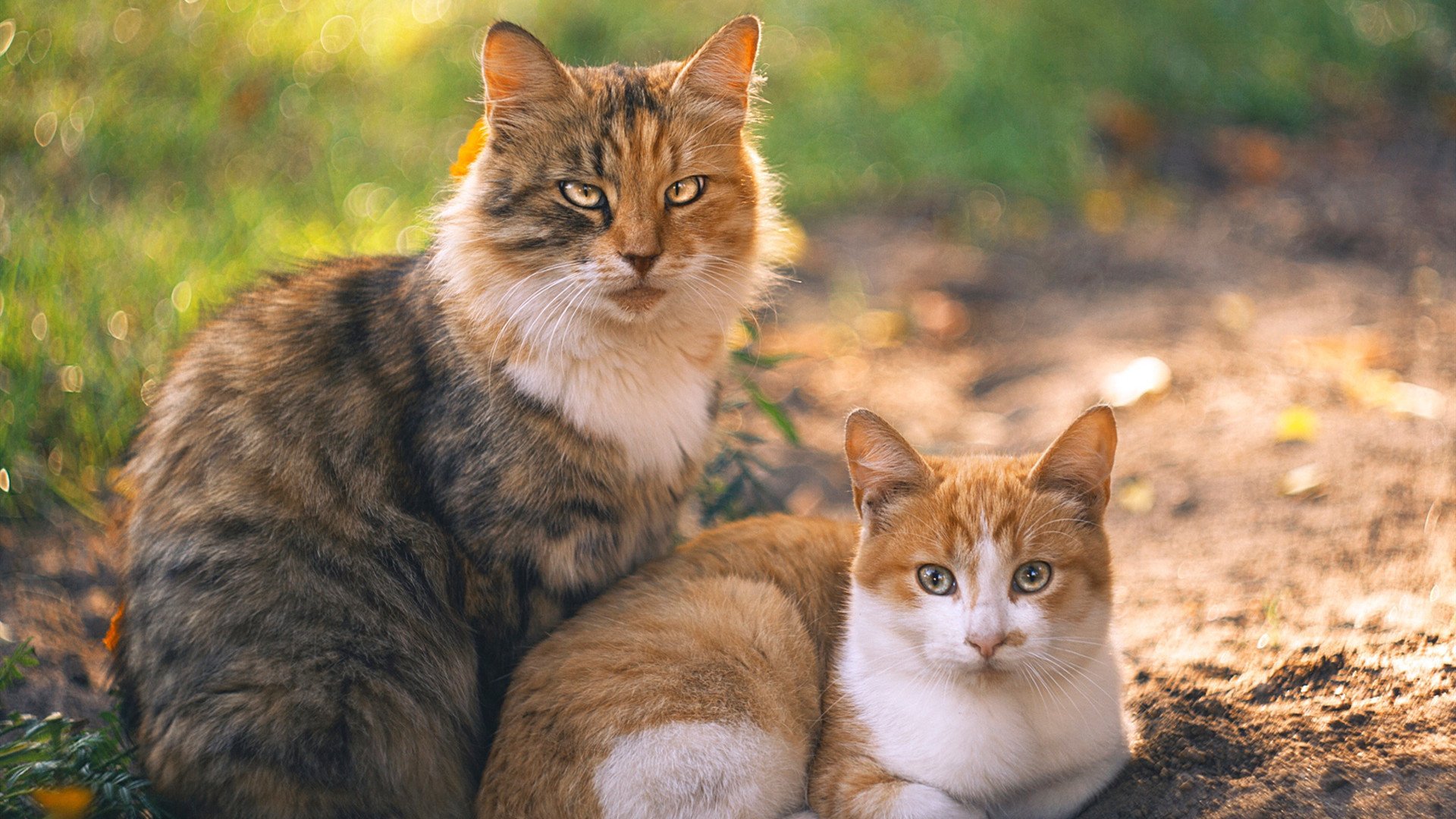 体育文化节活动丰富助力全民健身,体育文化节活动简报
