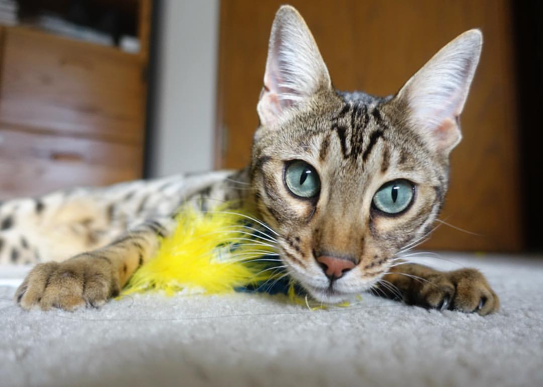 体育文化节活动丰富助力全民健身,体育文化节活动简报