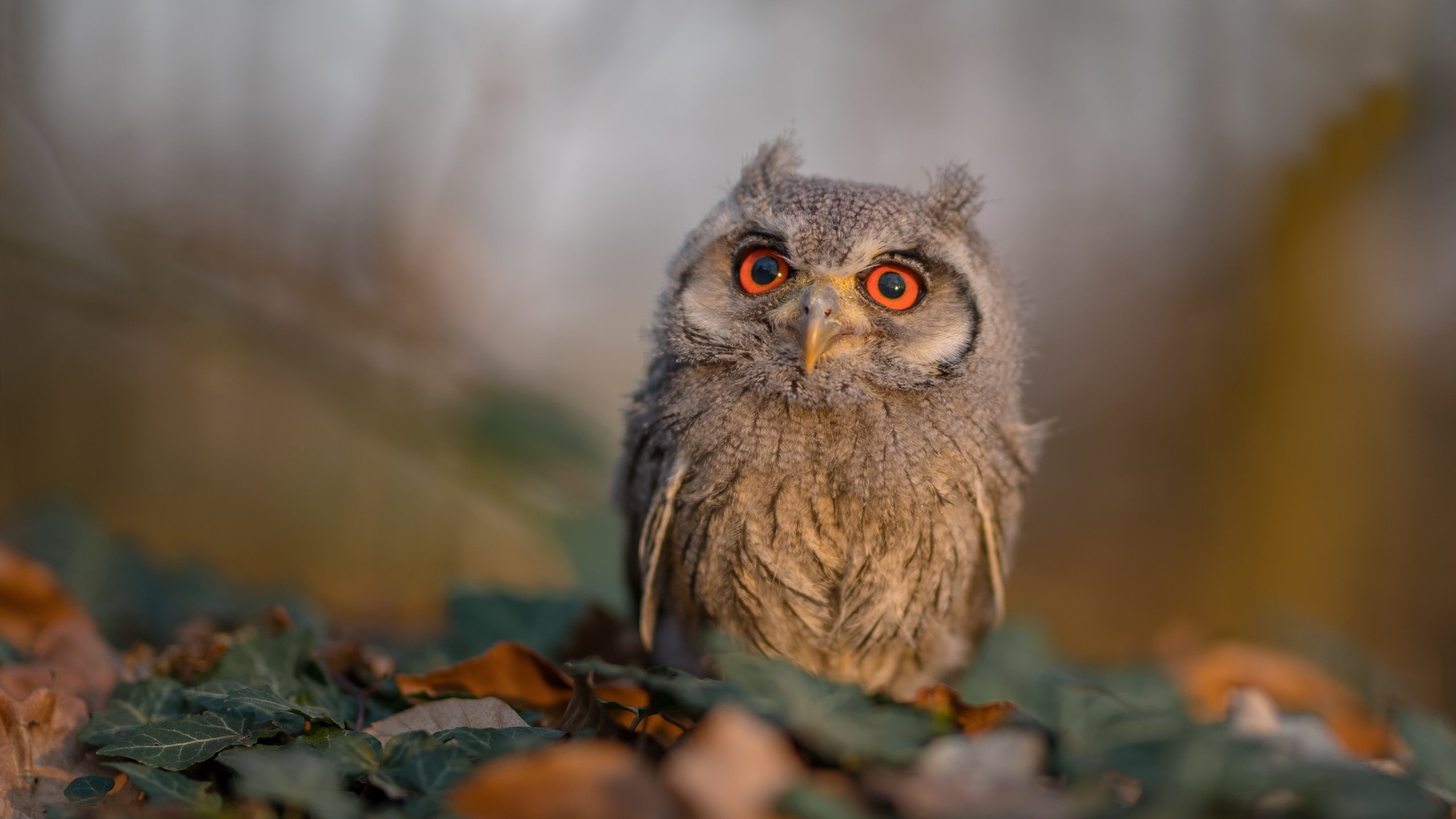 体育新闻中心青春力量崛起，扬体育精神展青春风采新闻稿