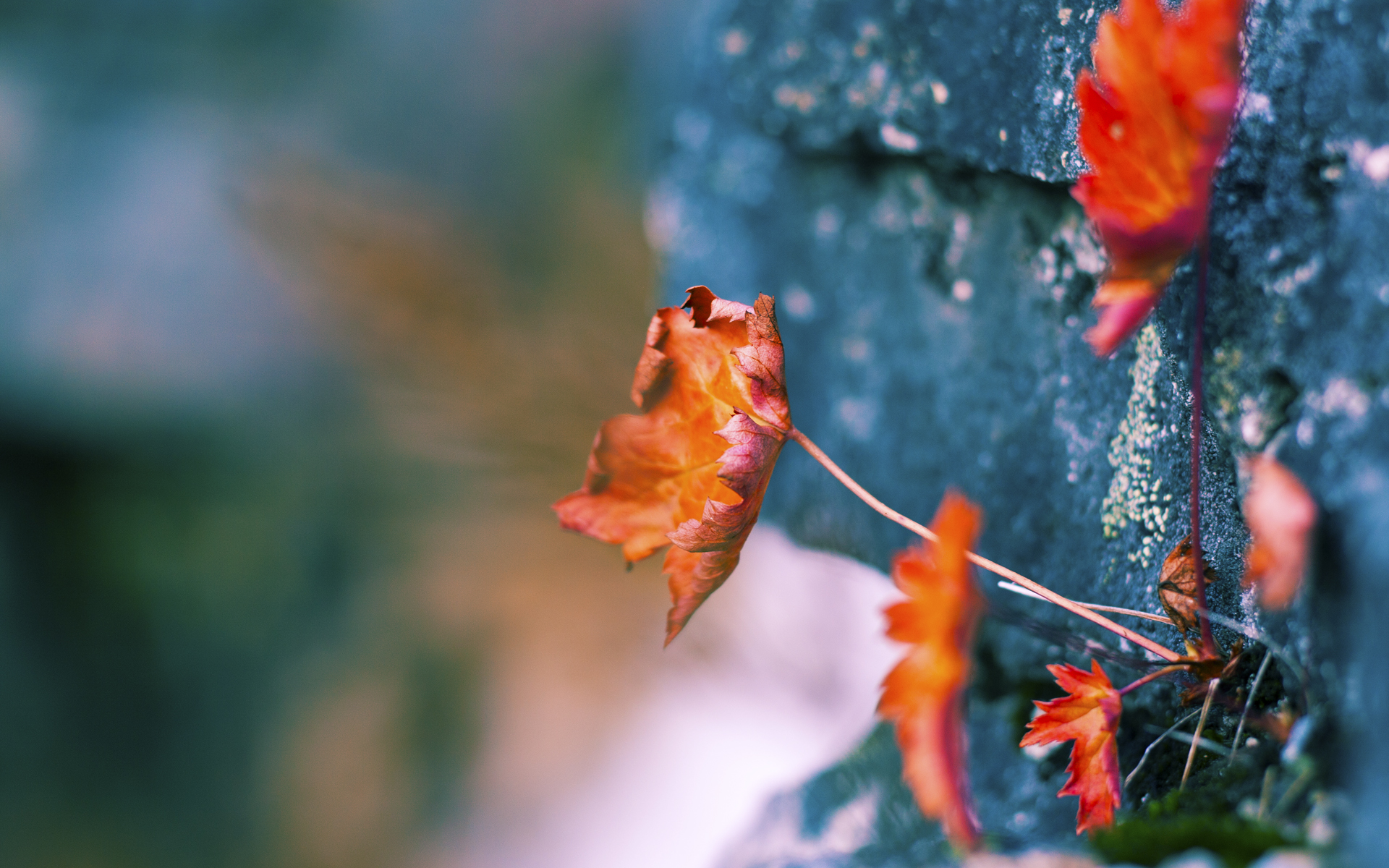 巴特尔通过强硬防守和精准抢断,增强袋鼠队防线的稳定性,nba球员巴特尔