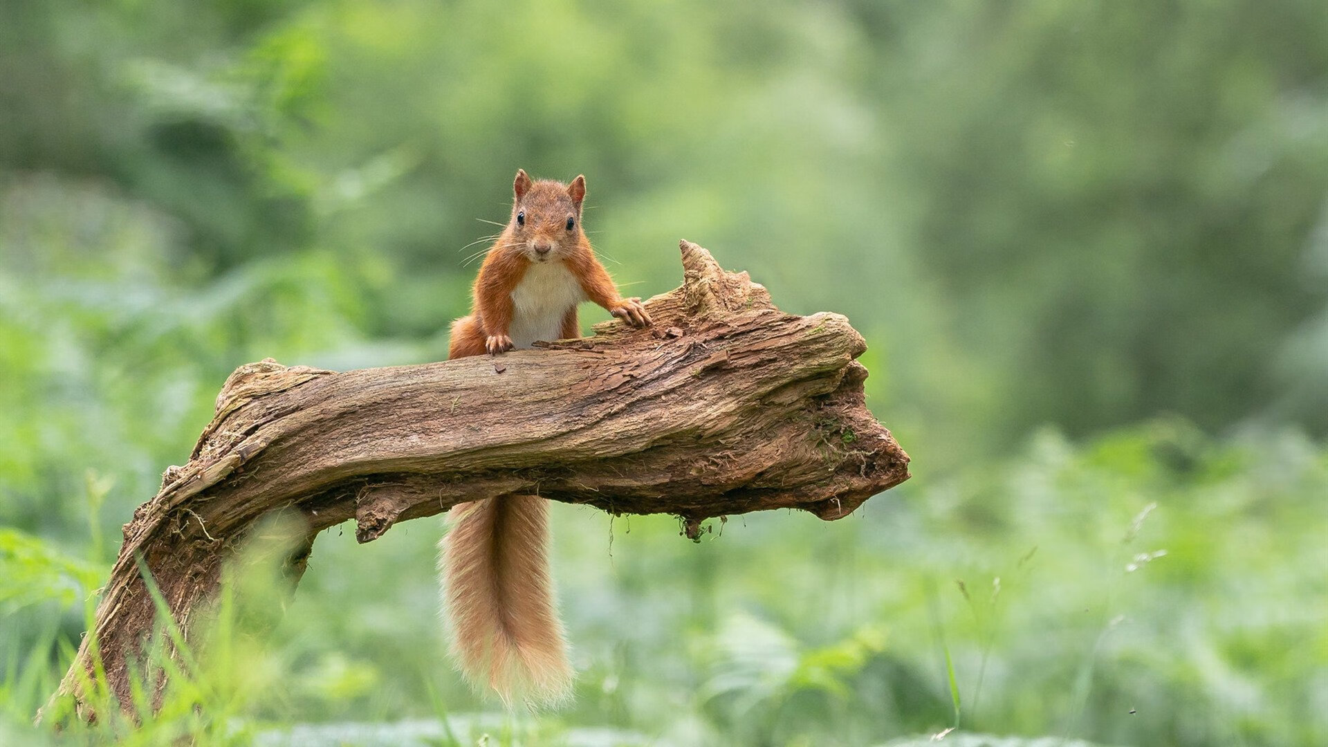 库里本场得分突破三万大关创生涯纪录，库里生涯所有比赛