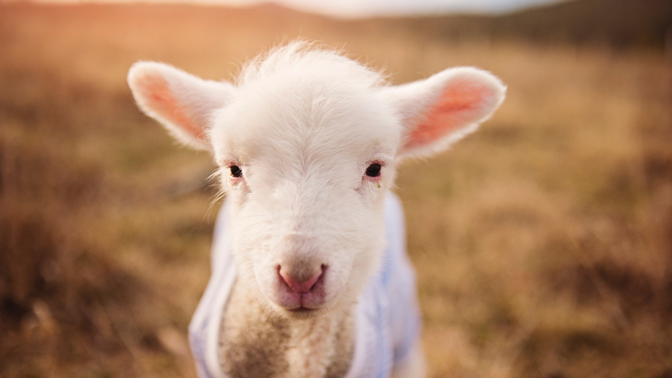 德甲终极对决:攻防精彩纷呈,胜负悬念迭起,德甲平局