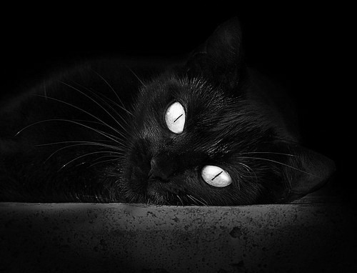 戴维·帕特森强势的战术思维，让袋鼠队在比赛中全方位占优，帕特里克·戴维森