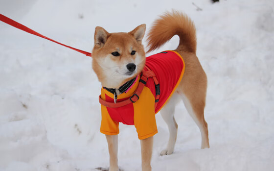 马克西姆·格鲁塞冲刺速度领跑全场，马克格鲁伯