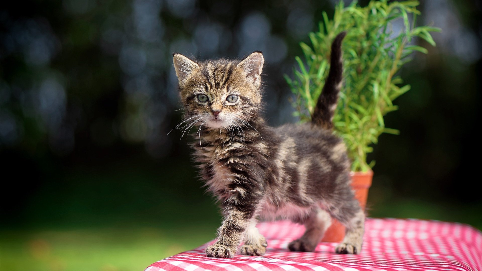Brown 多面手角色成为球队关键