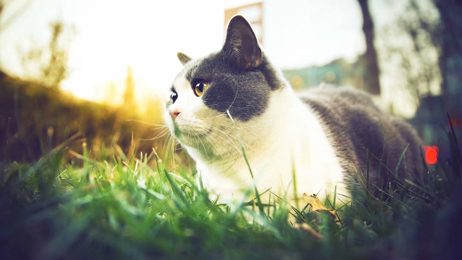 NBA交易截止日前瞻，nba交易截止日期2020是哪天